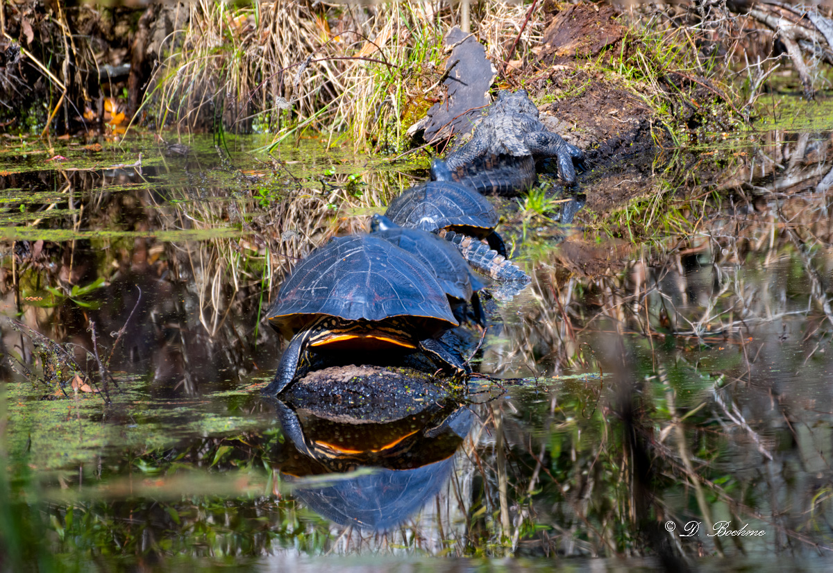 turtles2.jpg