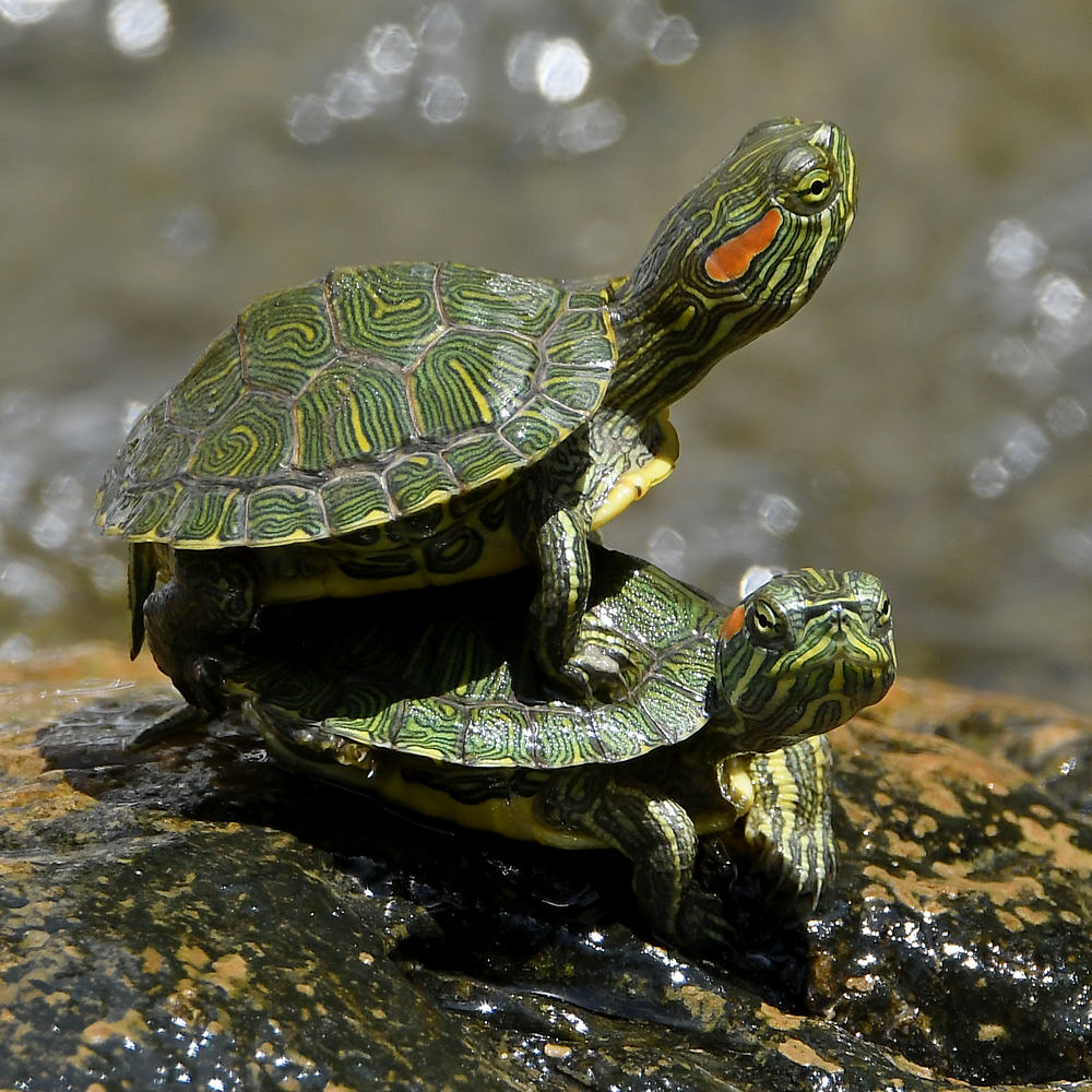 Turtles3.jpg