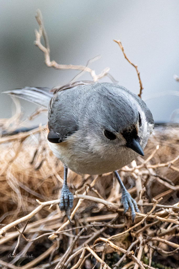 Tweety birds-506312.jpg