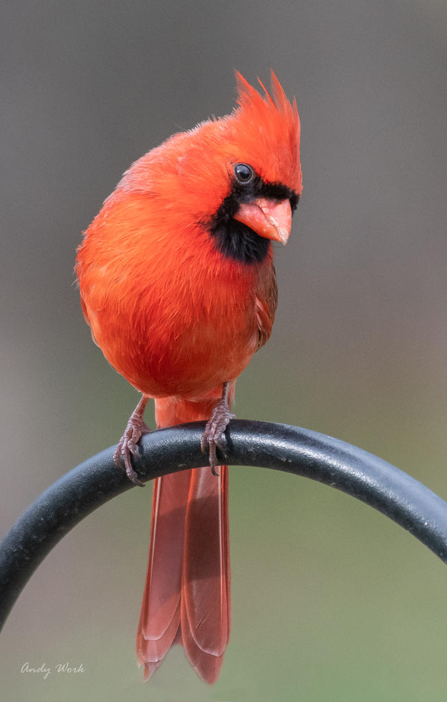 Tweety birds-506322-Edit.jpg
