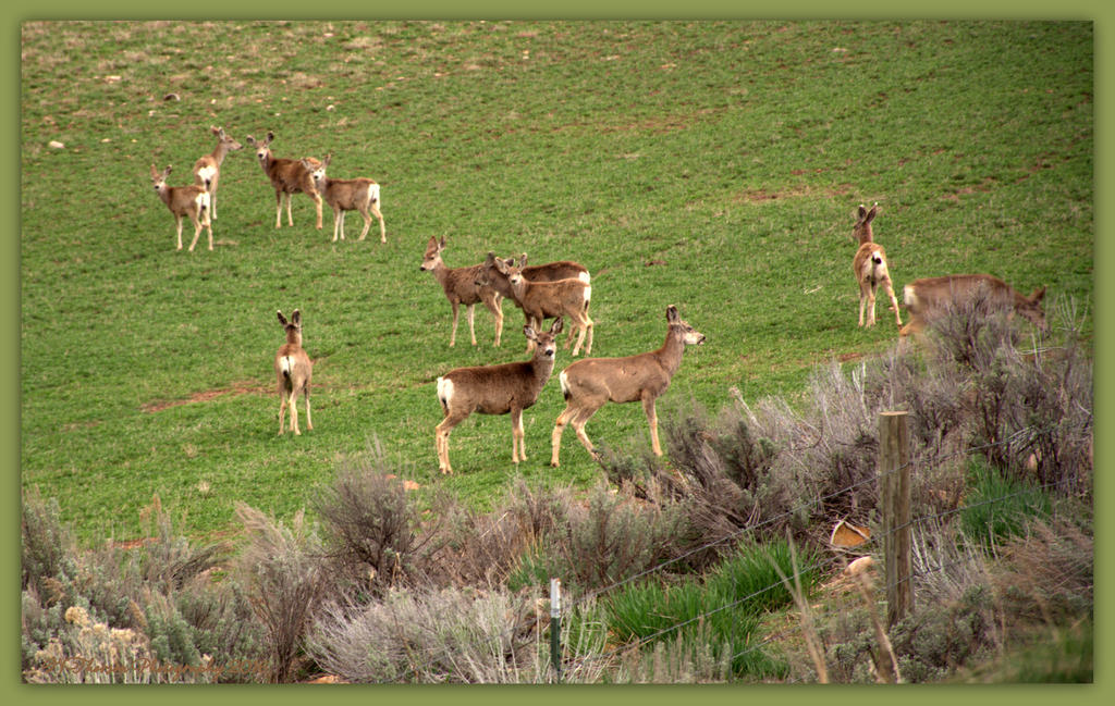 Twelve Deer in a Meadow 4-16-2016.jpg
