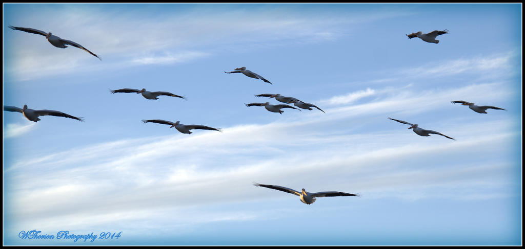 Twelve Pelicans coming in for a landing.jpg