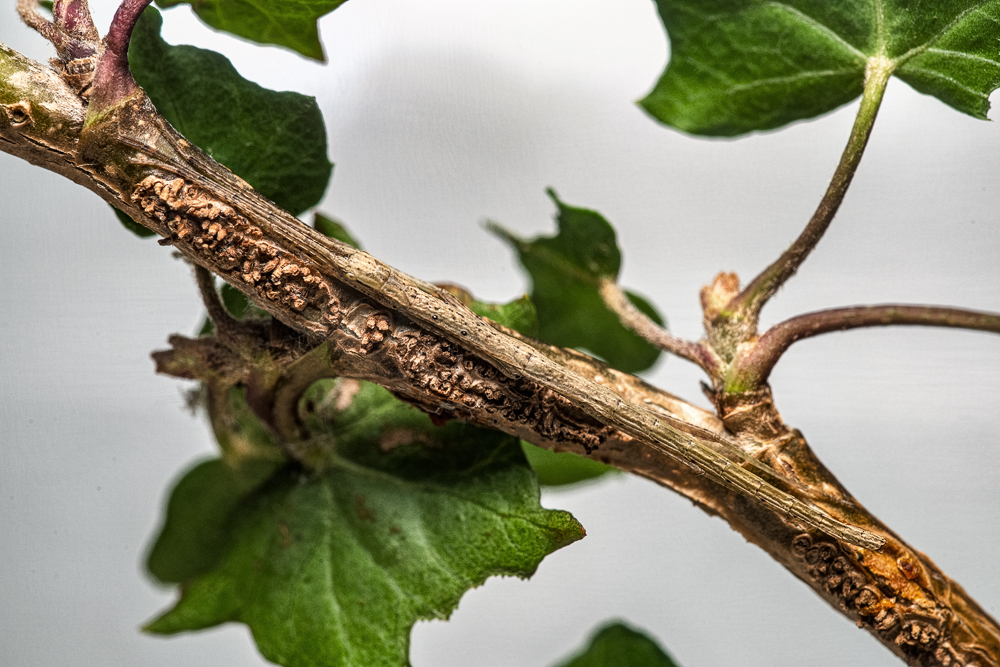 Twiglet_17-08-2025.jpg