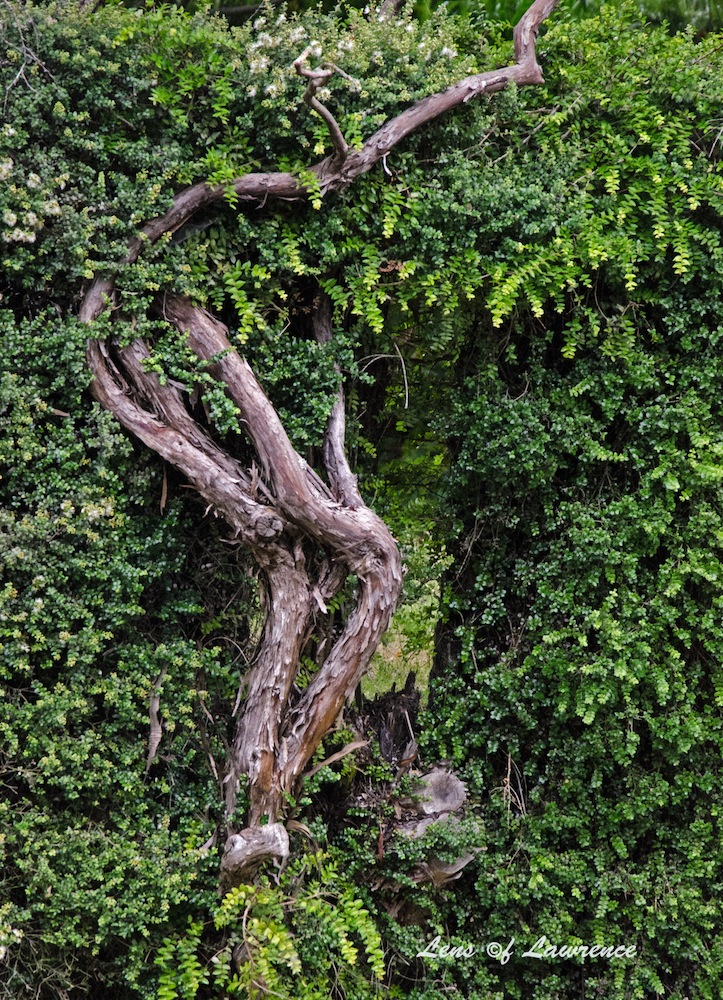 Twisted Tree in Hedge LOL.jpg