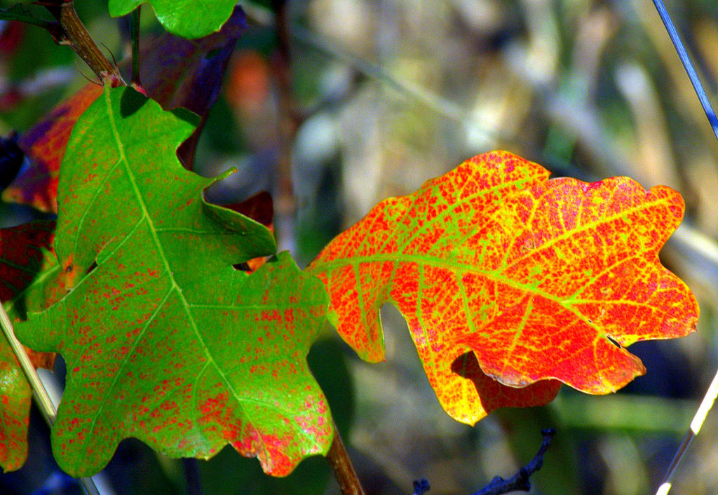 Two Autumn Leaves 10-11-2016.jpg