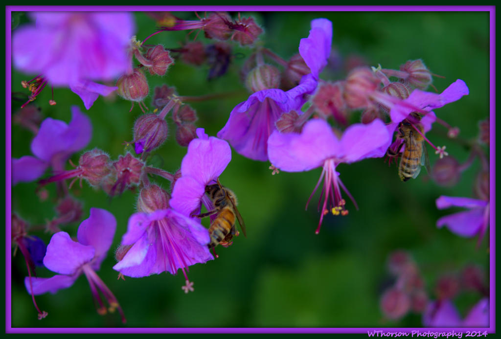 Two Bee's on Tiny Purple Flowers.jpg