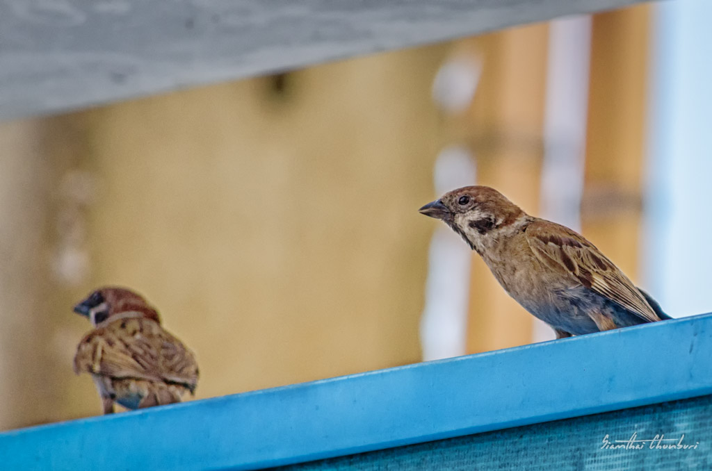 two-birds-1.jpg