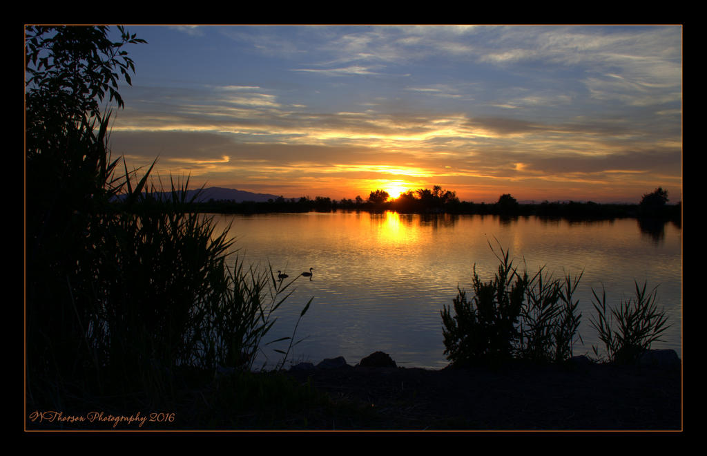 Two Birds At Sunset #2 6-8-2016.jpg
