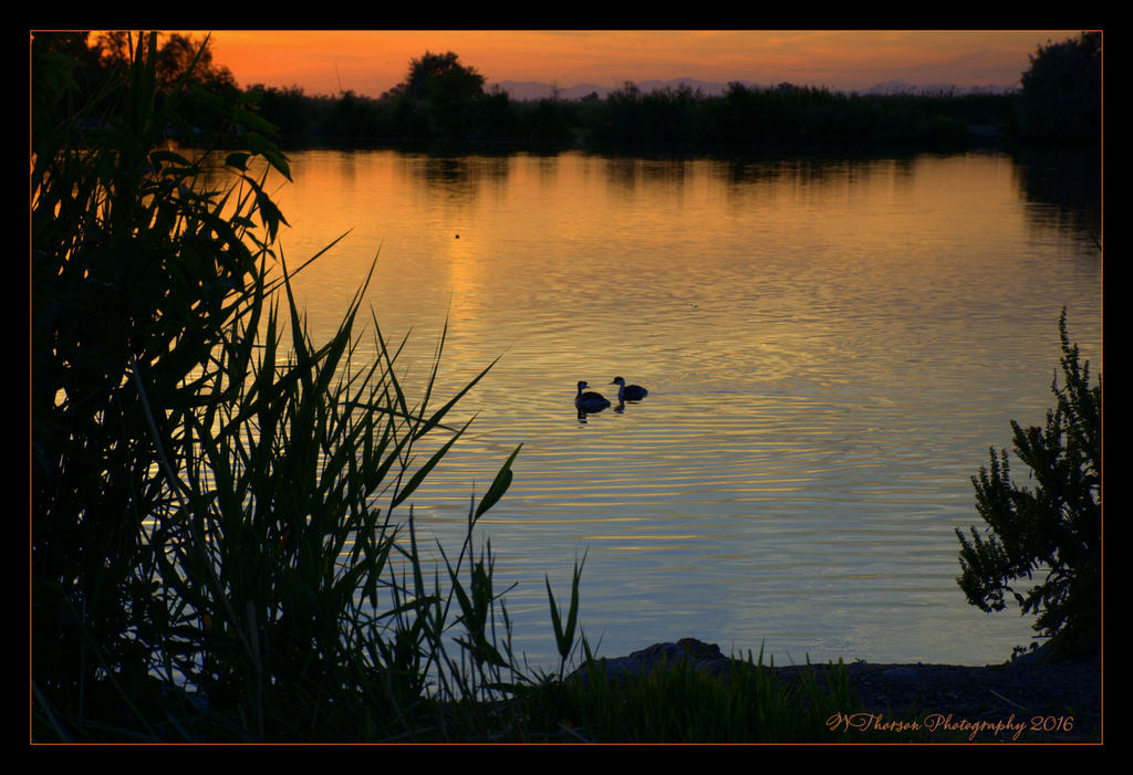 Two Birds at Sunset 6-8-2016.jpg