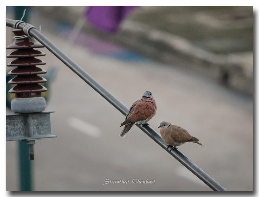 two-birds-power-line.jpg