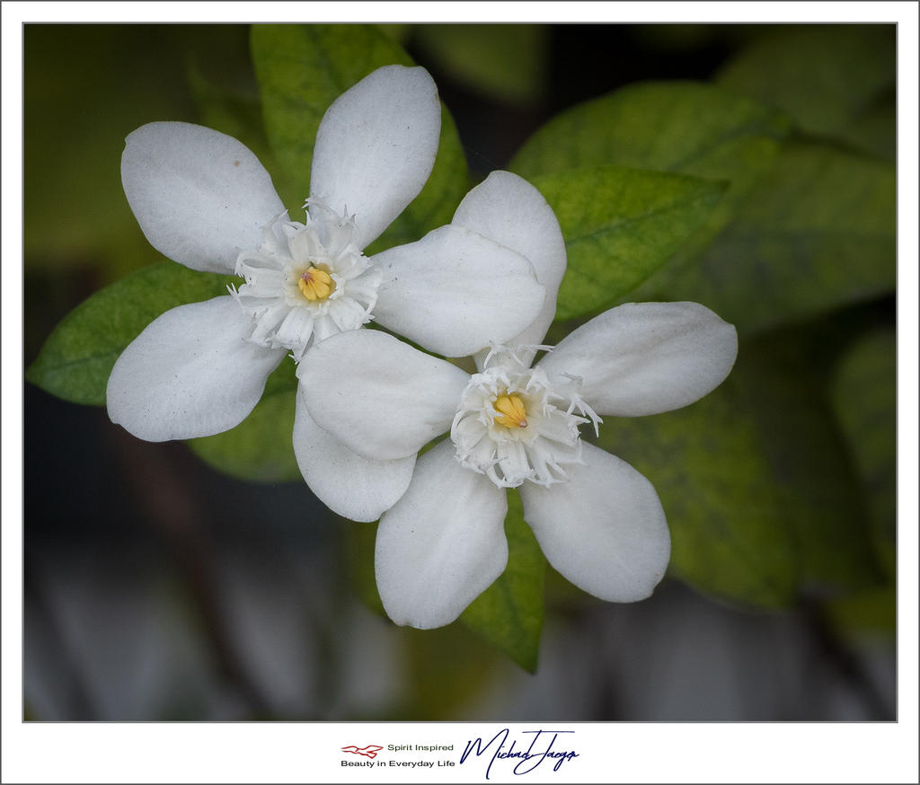 two-blossoms-1.jpg