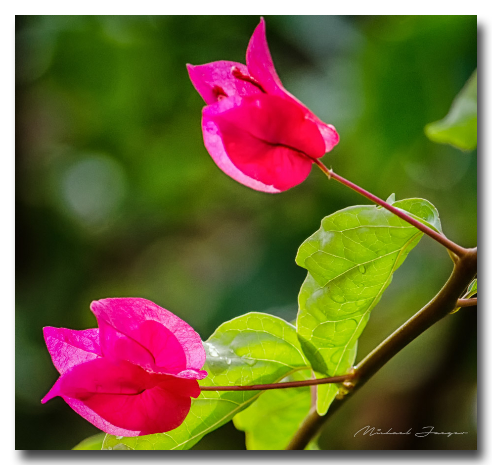 two-blossoms-ype.jpg