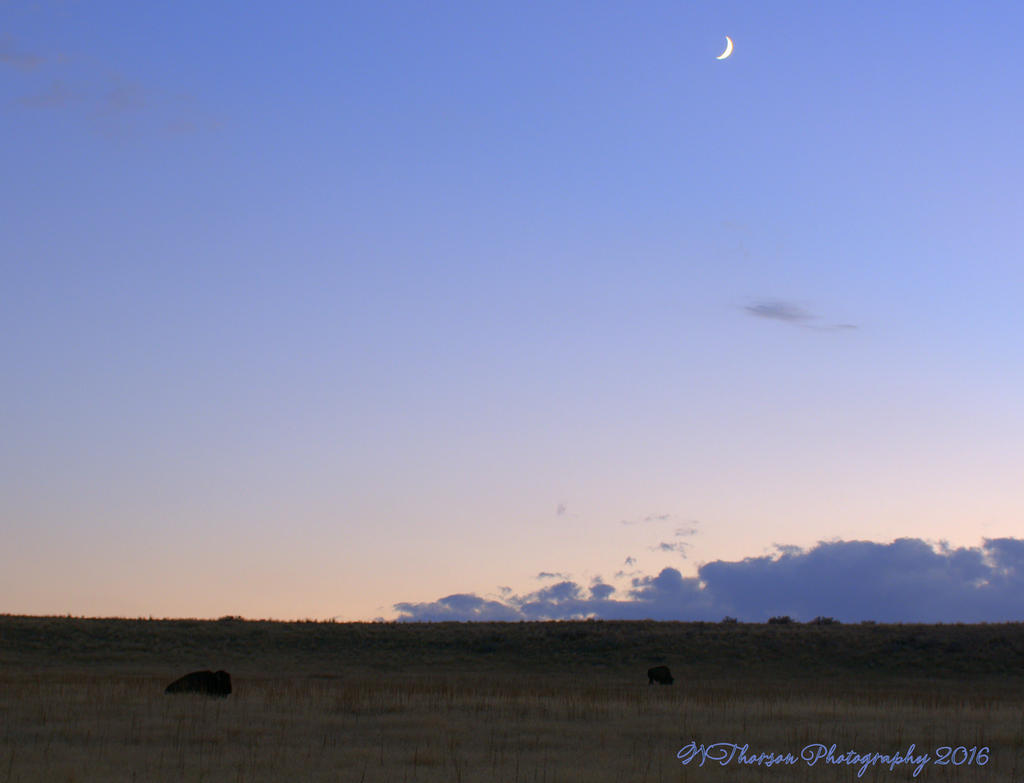 Two Buffalo Under the Moon  8-6-2016.jpg