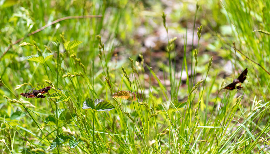 Two Bugs Flying (1 of 1).jpg