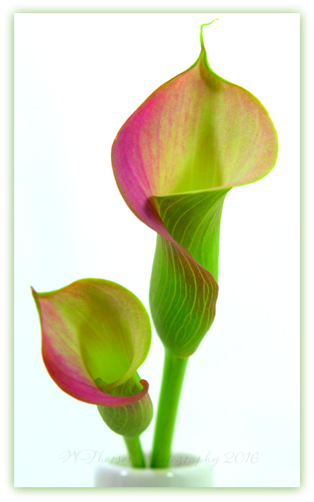 Two Calla Lilies 3-13-2016.jpg