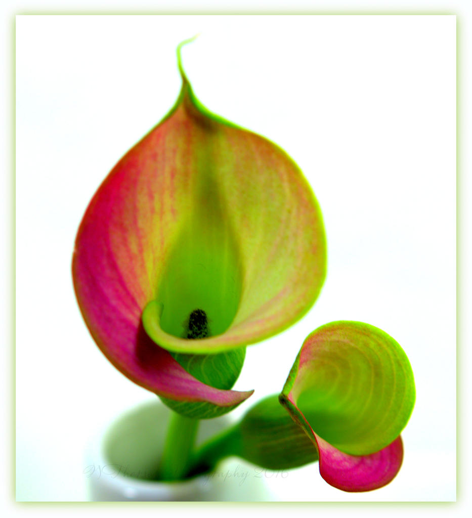 Two Calla Lillies Close Up 3-13-2016.jpg