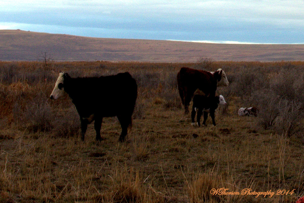Two Calves and Two Cows.jpg
