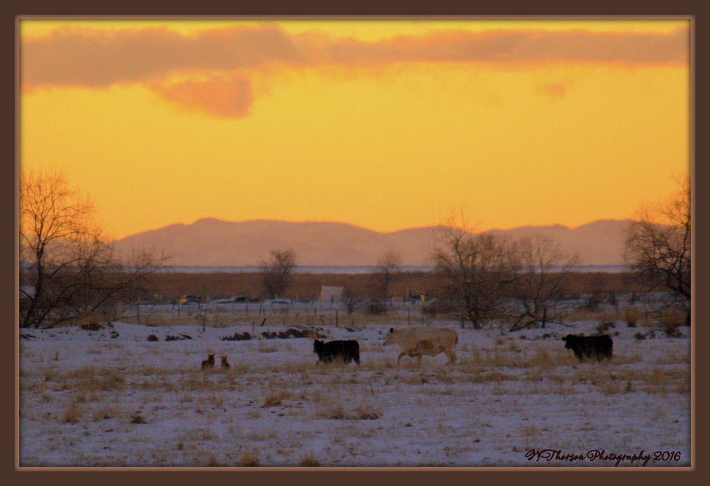 Two Coyote Tormenting Three Cows 2-1-2016.jpg