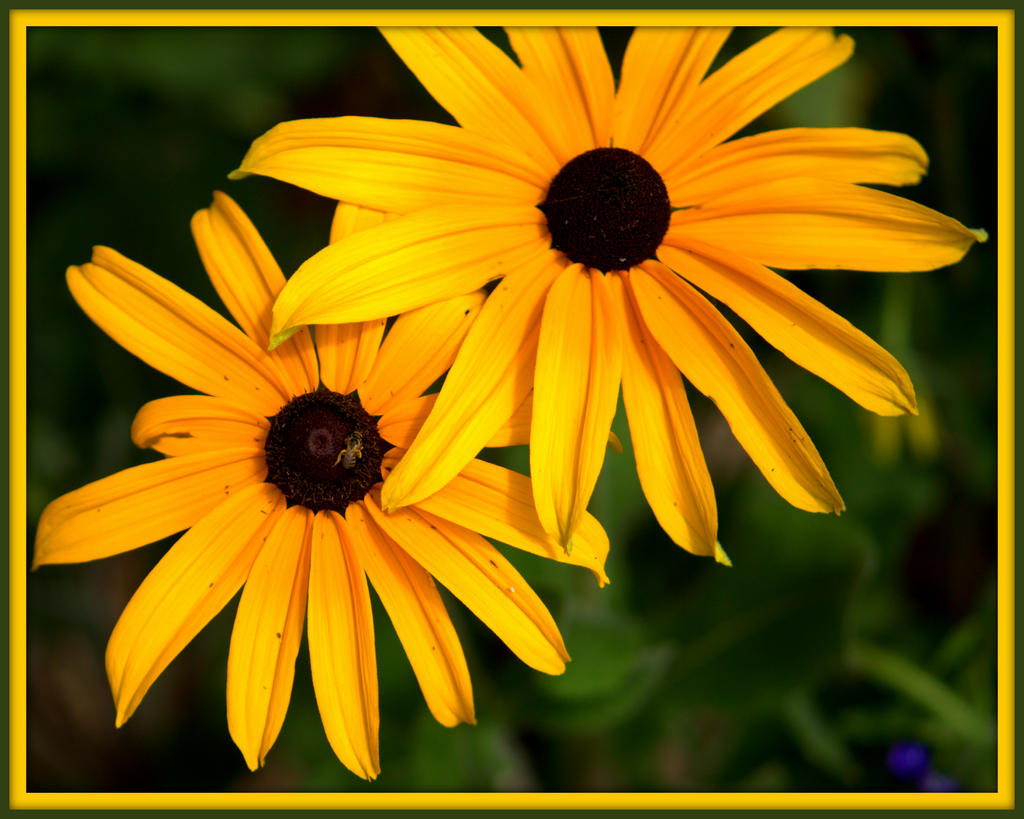 Two Dasies with a Bee.jpg