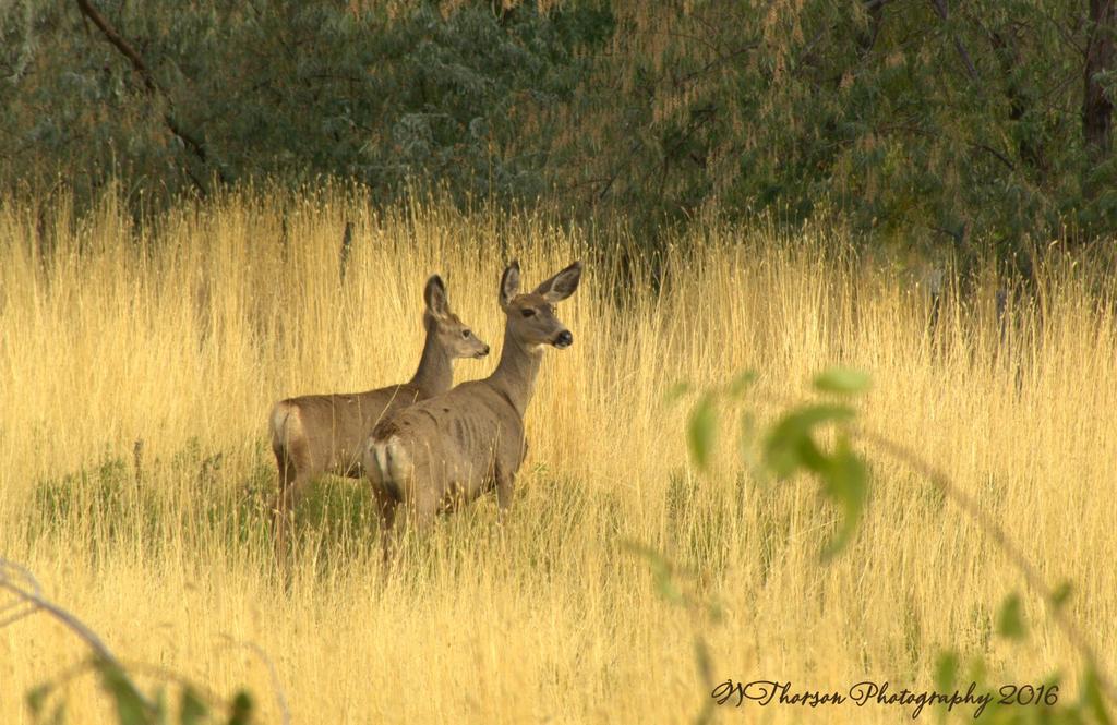 Two Deer 10-10-2016.jpg