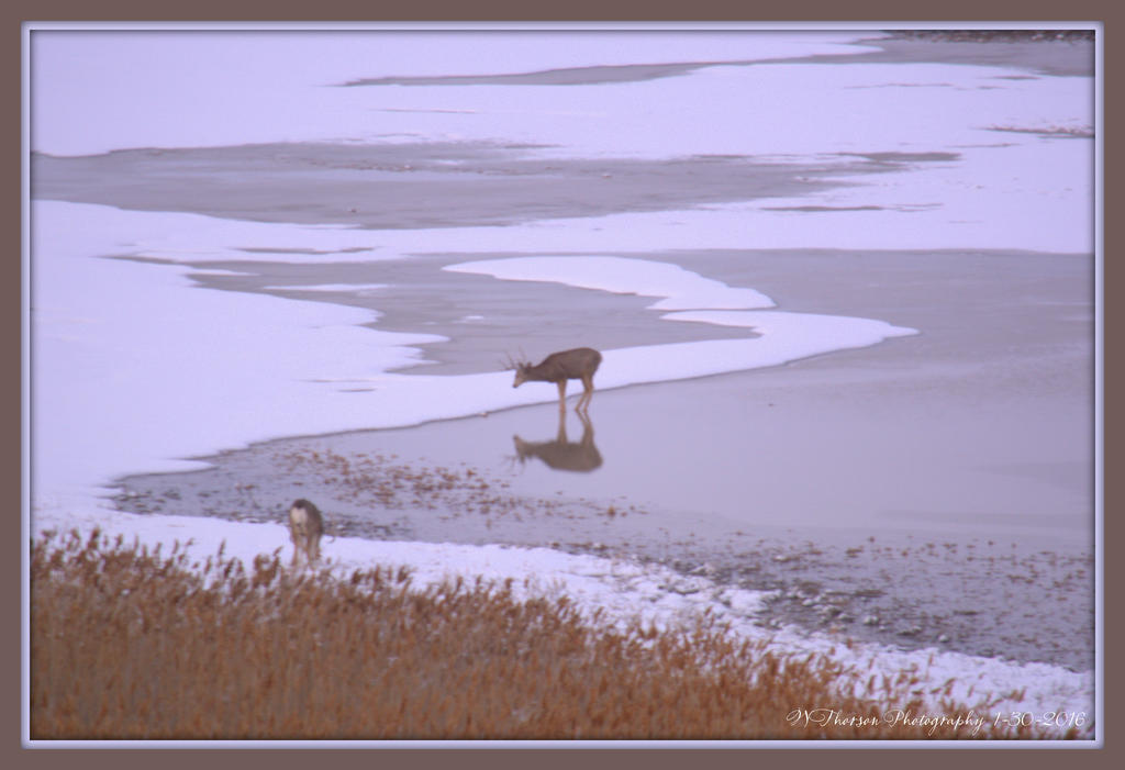 Two Deer on Antelope Island 1-30-2016.jpg