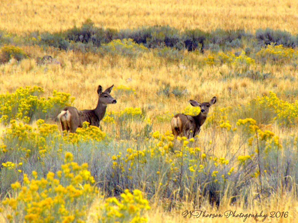 Two Deer on Antelope Island 10-14-2016.jpg