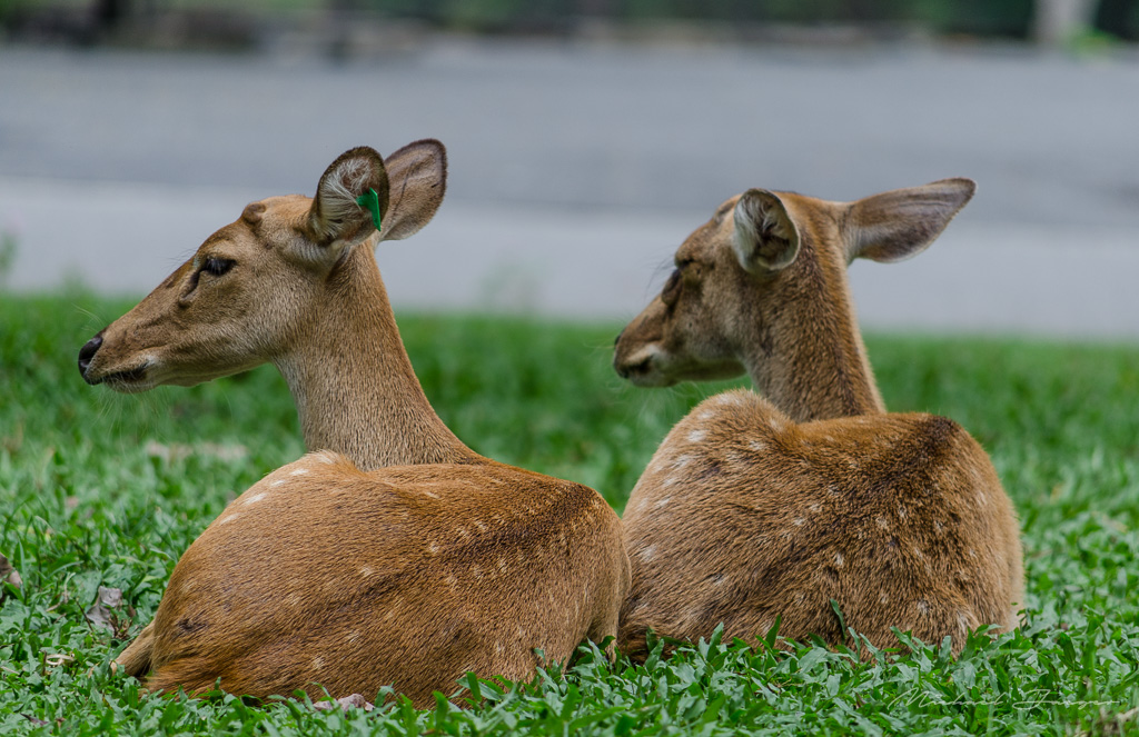 two-deer1-1.jpg