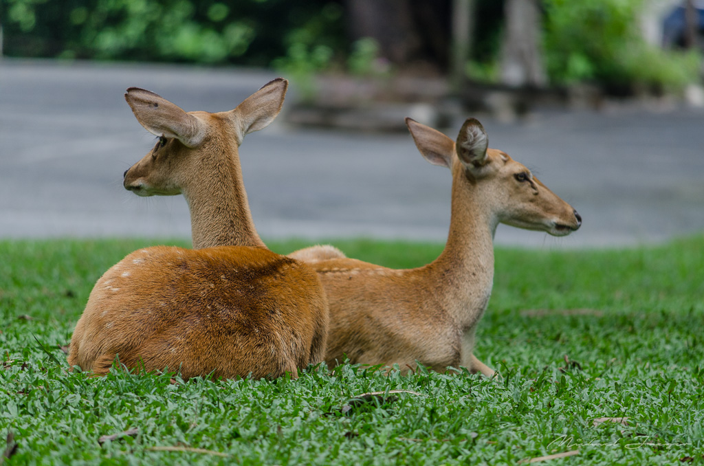 two-deer1-2.jpg