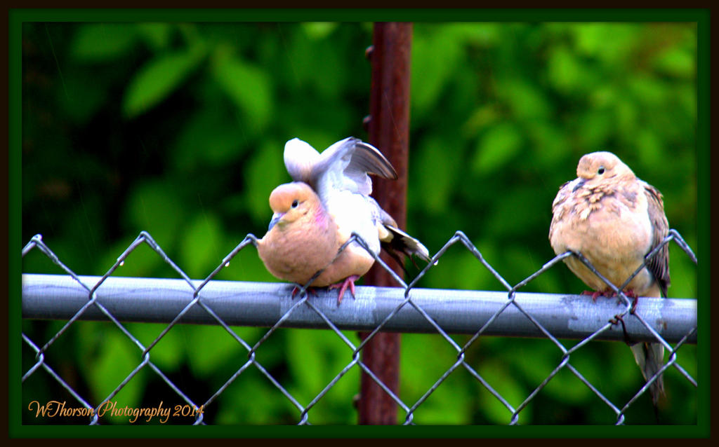 Two Doves in the Rain.jpg