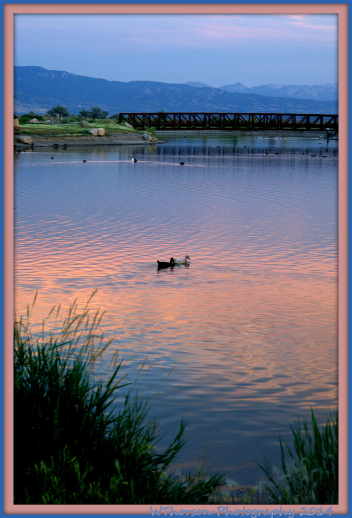 Two Ducks in the Reflection of the Sunset.jpg