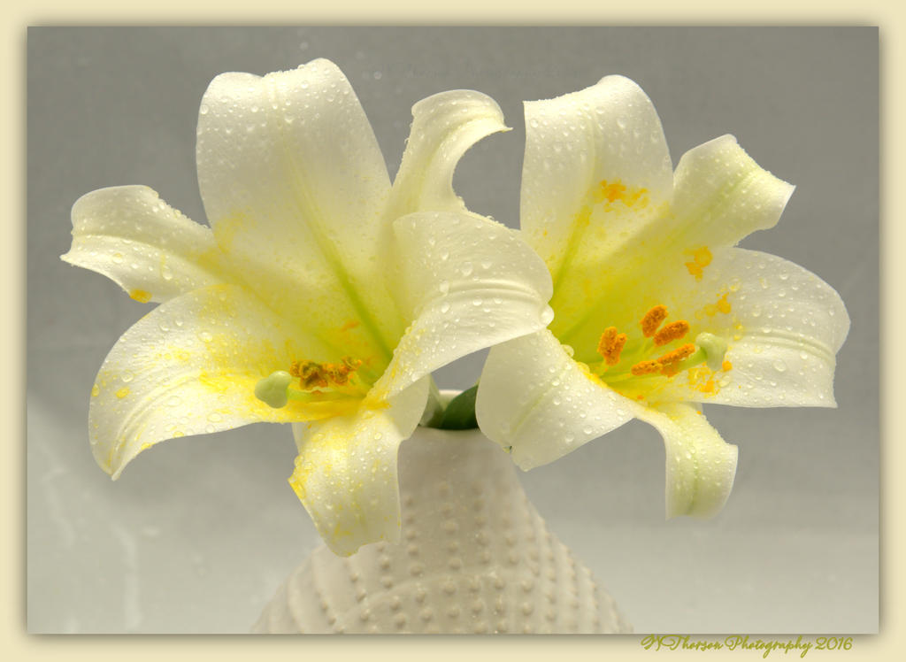 Two Easter Lillies 3-31-2016.jpg