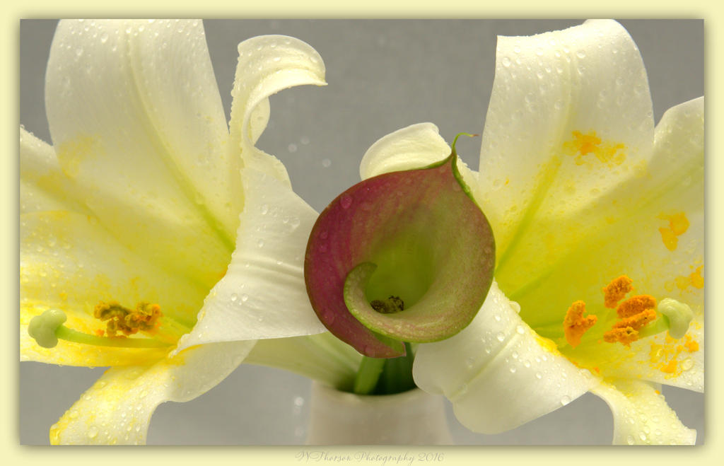 Two Easter Lillies and One Calla Lily 3-31-2016.jpg