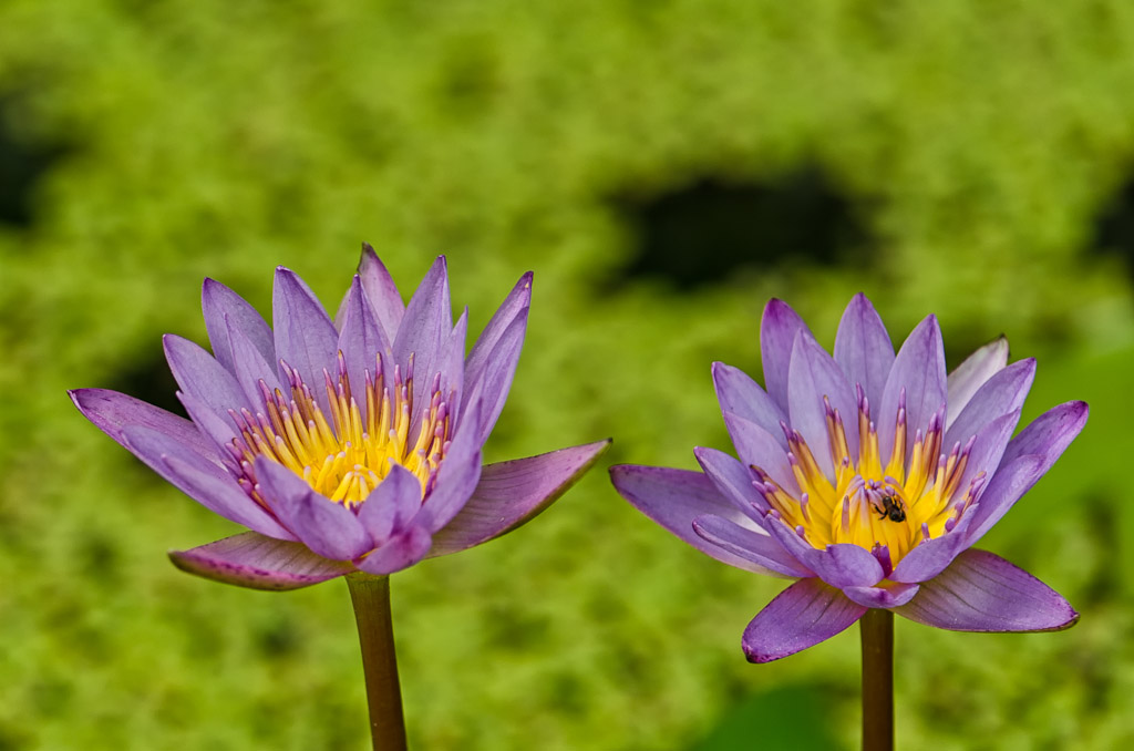 two-flower-1.jpg