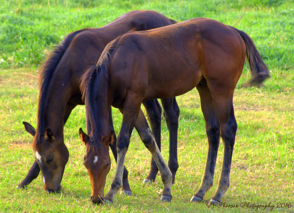 Two Foals 8-18-2016.jpg