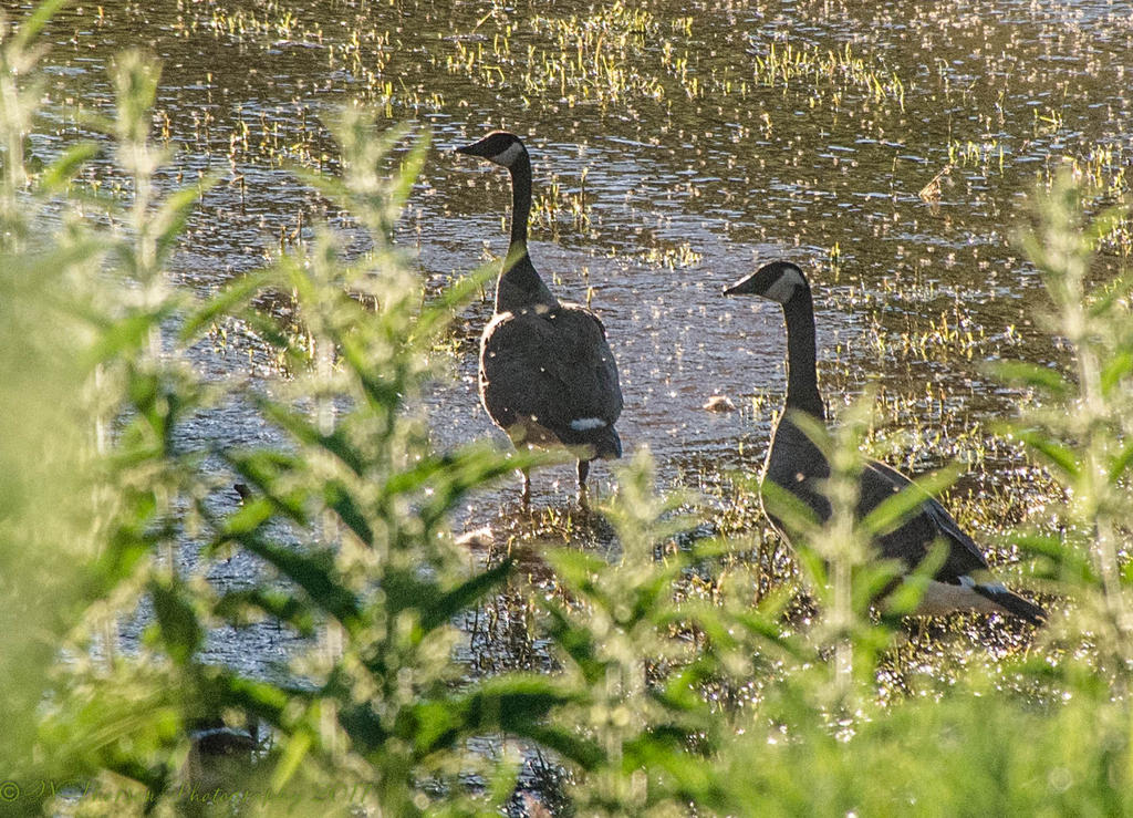 Two Geese  6-14-2017.jpg