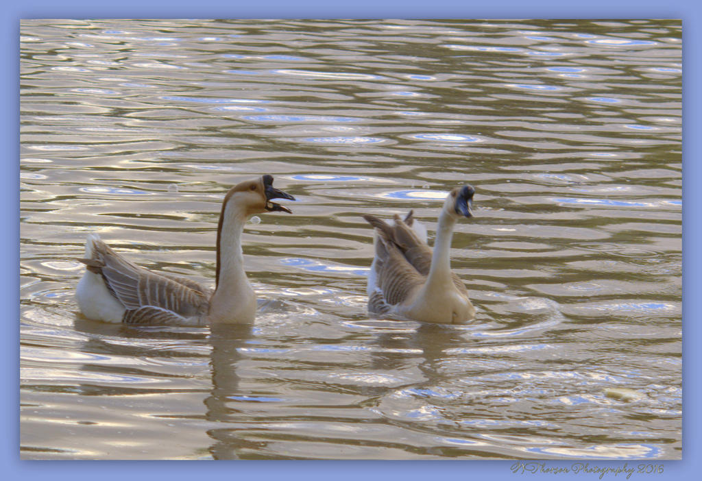 Two Geese in Choppy Water 4-9-2016.jpg