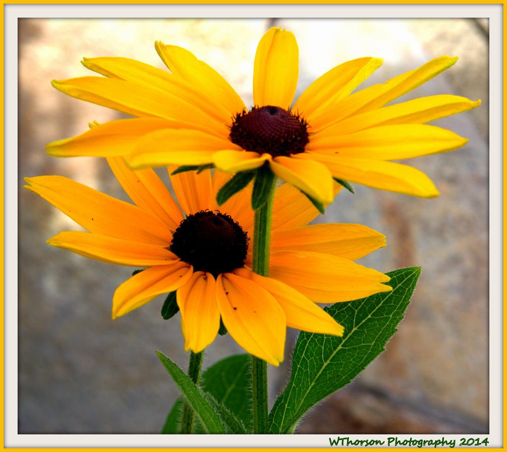 Two Gloriosa Daisies.jpg