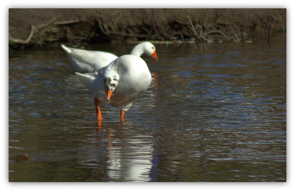 Two Headed Goose 3-19-2016.jpg