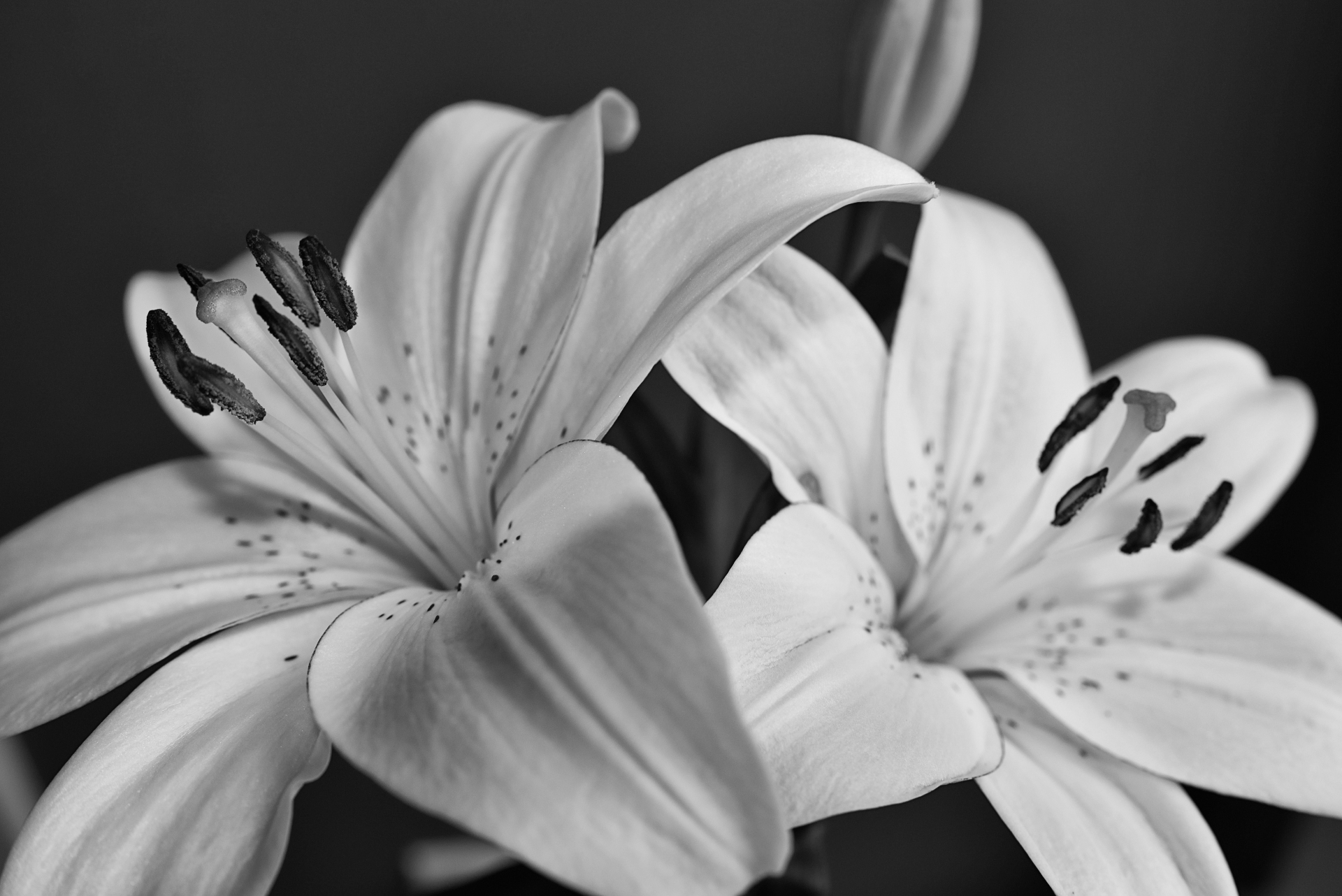 two lilies side.JPG