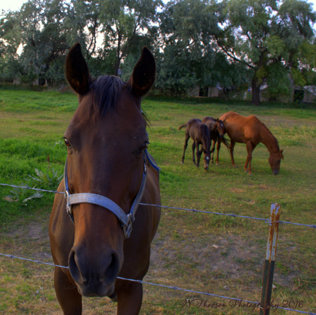 Two Mare's and Two Foal's 8-18-2016.jpg