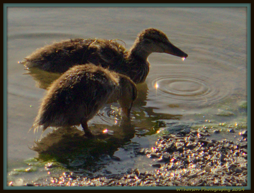Two Older Ducklings.jpg