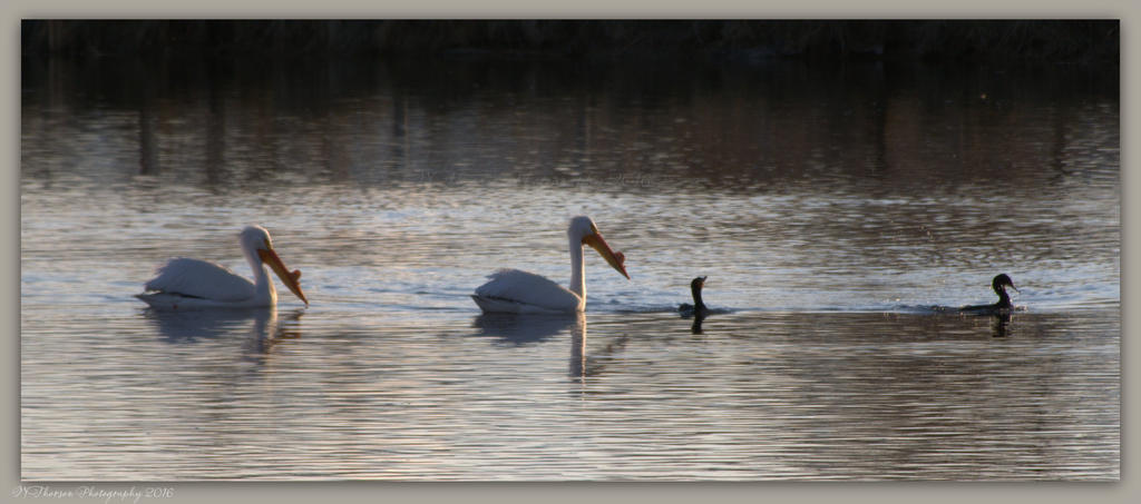 Two Pelican's and Two Comorant's  3-30-2016.jpg