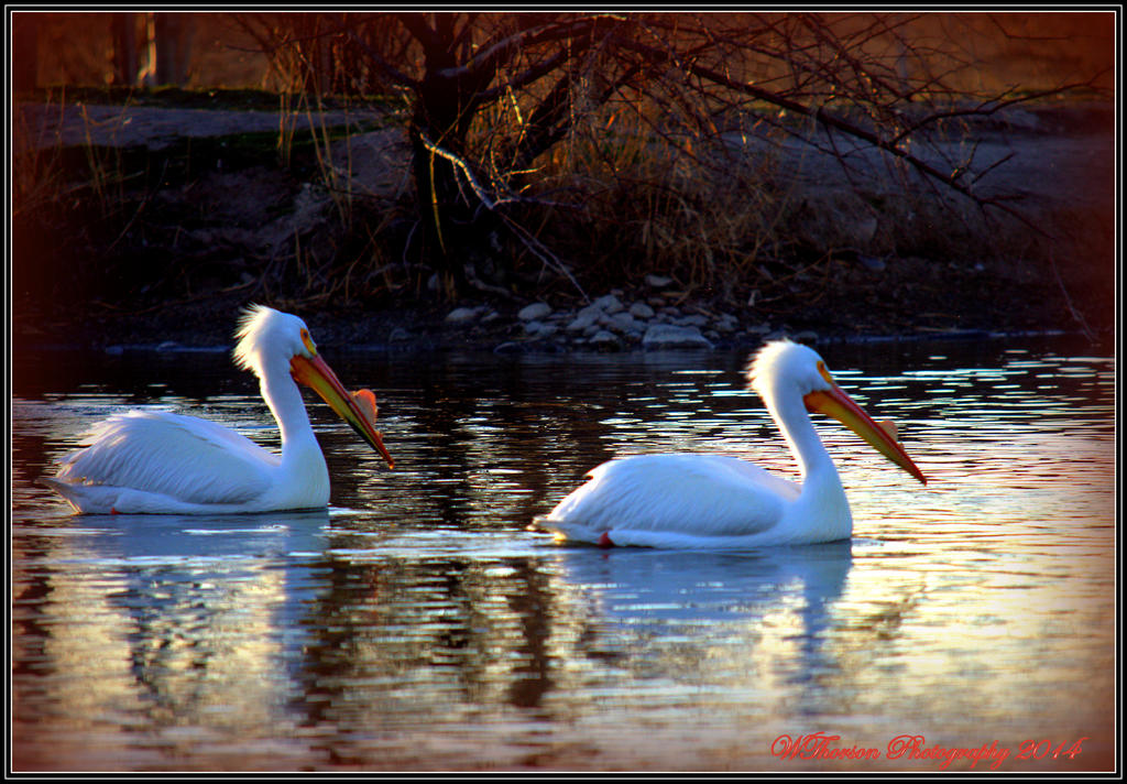 Two Pelicans.jpg