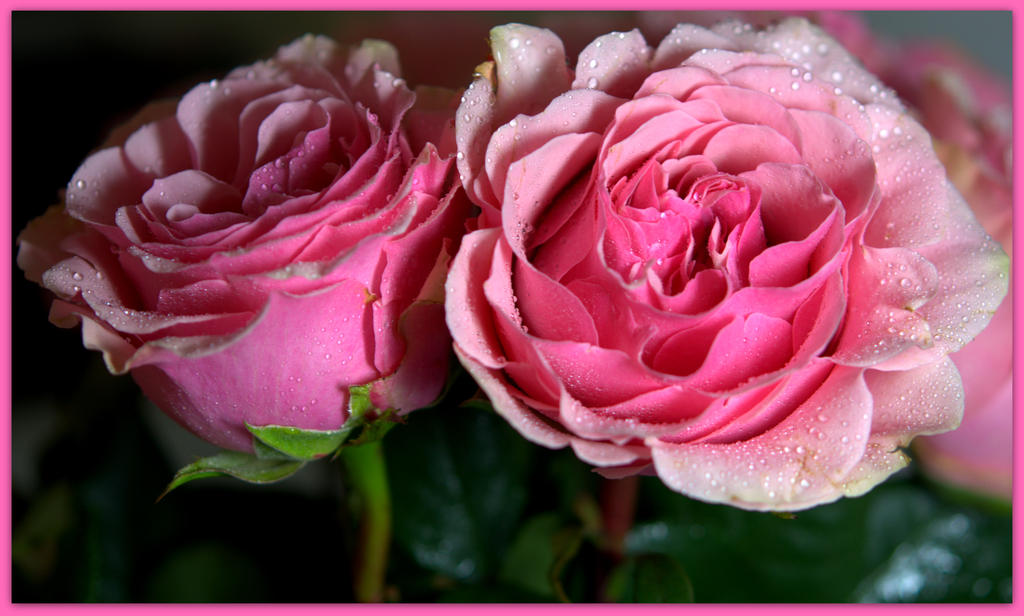 Two Pink Roses.jpg