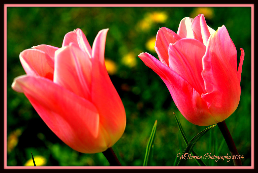 Two Pink Tulips.jpg