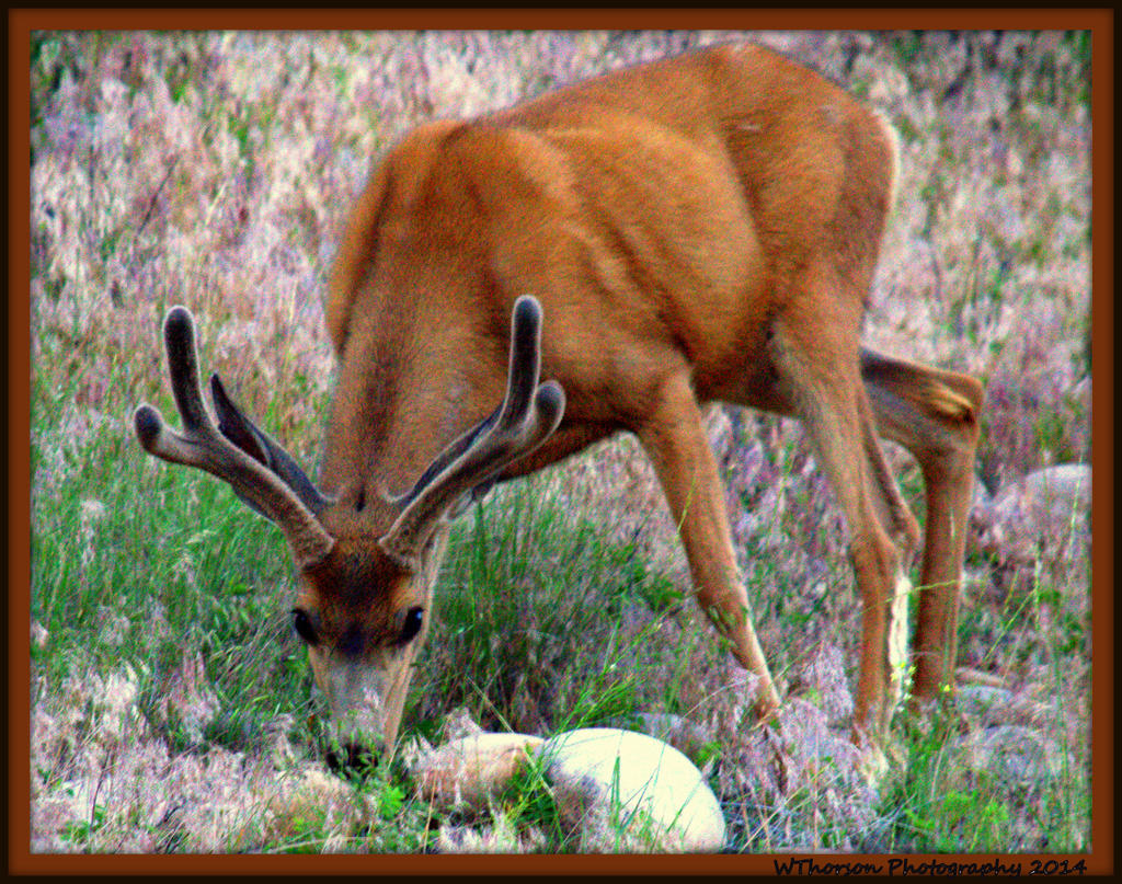 Two Point Deer.jpg
