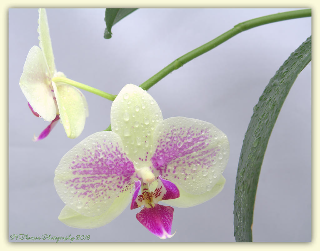 Two Purple and Cream Orchids 4-18-2016.jpg