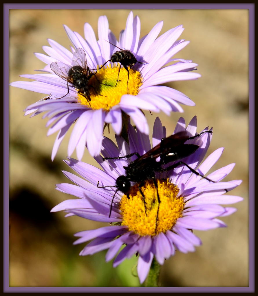 Two Purple Daisy Flowers with Lots of Bugs on them.jpg