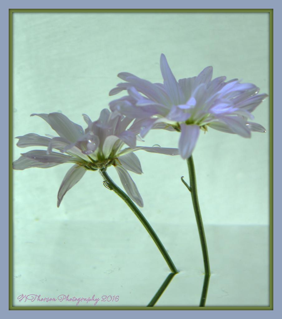 Two Purple Dasies 3-6-2016.jpg