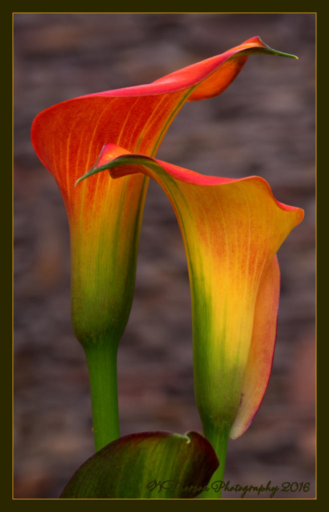 Two Red and Yellow Calla Lilies 6-9-2016.jpg
